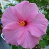 Clematis 