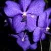 Orchid in Key West