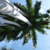 Key West Tall Palms
