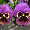 Perfect Pansies