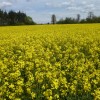 Rapeseed Oil 