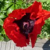 Poppies in Le Quiou