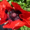 Bee Getting High on Pollen