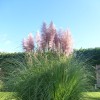 Perfect Pampass Grass