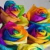 Colored Roses