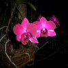 Pink Orchid in Key West garden