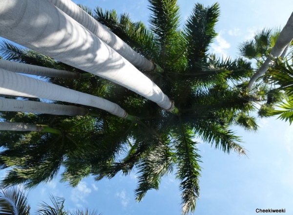 Key West Tall Palms